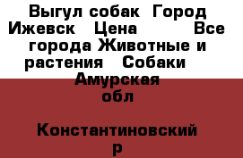 Выгул собак. Город Ижевск › Цена ­ 150 - Все города Животные и растения » Собаки   . Амурская обл.,Константиновский р-н